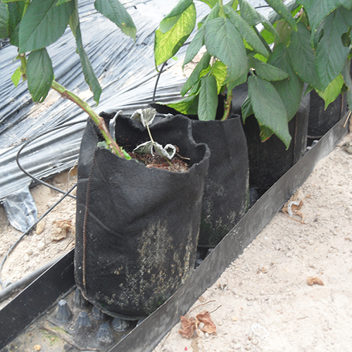 Sacos de Cultivo
